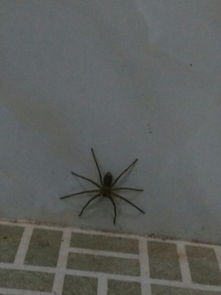 家里出现了一只大蜘蛛,这是什么蜘蛛,要不要抓它 