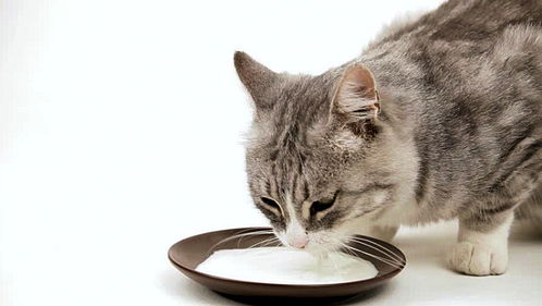 猫为什么不能喝牛奶
