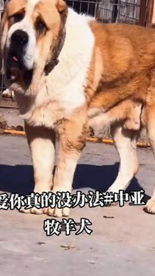 中亚牧羊犬 猛犬 大型犬 护卫犬 中亚猎狼犬 
