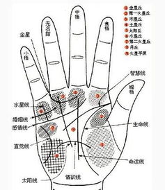 五大掌纹图解,一分钟教你自测一生运势