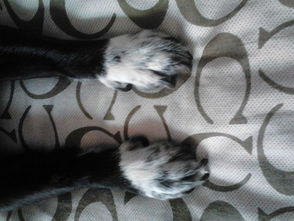 黑色的狗,但四只爪子是白色的是什么品种 