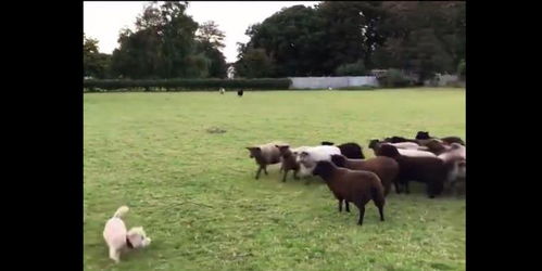 牧羊犬放羊反被羊群追着跑,一旁铲屎直接看呆