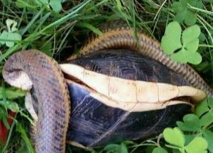 一条蛇偷偷缠住正在睡觉的乌龟,最后竟是这结果 