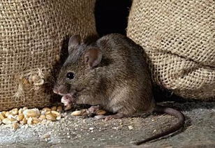 养猪场5000只老鼠1年能吃掉50吨饲料