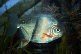 粗线银板鱼可以和银龙泰国虎鱼鹦鹉混养在一起吗？