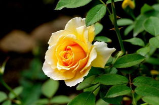 金色黄玫瑰的花语？