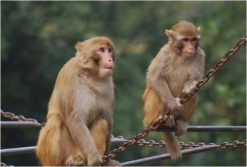 十猴九不全 揭秘68年生肖猴的毕生寿命,过了52岁后什么命
