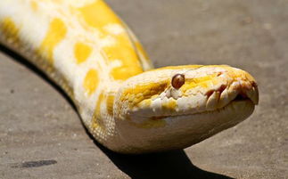 黄金蟒,一种很稀少的变异蟒蛇体长可达到7米,它是无毒性的