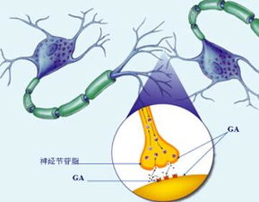 神经节是什么