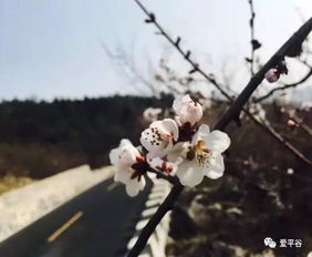 降温 刮风 下雪 平谷的天气又要耍流氓啦 