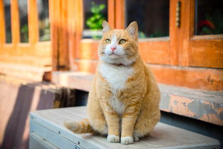 橘猫是什么品种,橘猫是什么猫？