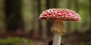 野生蘑菇不能和什么一起吃 生蘑菇怎么吃？ 