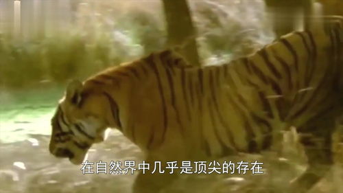 饥饿的老虎趴在地上发现猎物,以为是野猪,下一秒憋住别笑 