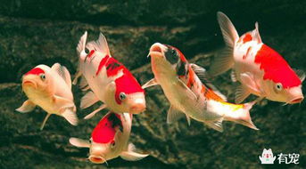 鱼中贵族 锦鲤的养殖方法