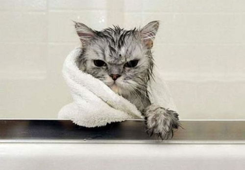 给猫洗澡有必要吗 宠物专家 强迫猫洗澡,猫咪会有生命危险