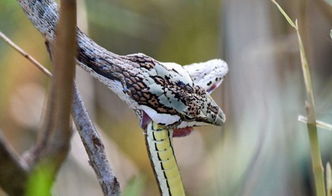 摄影师南非拍到蛇吞蛇惊人一幕 