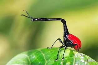 盘点全球最奇怪的十大昆虫,个个奇特