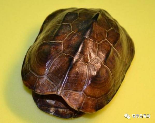 龟死后,龟壳留下来的多种方法 全图解 