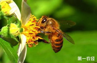 要如何提高弱群中蜂的繁殖能力