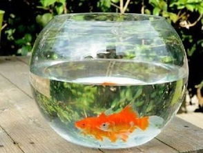 为什么不建议用小圆玻璃缸养鱼