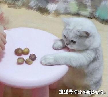 猫咪偷吃板栗被发现,一脸呆萌看向桌子,喵 我就吃个小的好吗