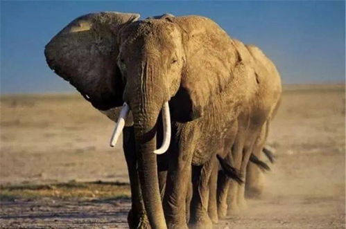 身体异常坚硬体重10吨成年雄性非洲象能承受巨大70吨撞击力吗(非洲象体积能达多少吨)