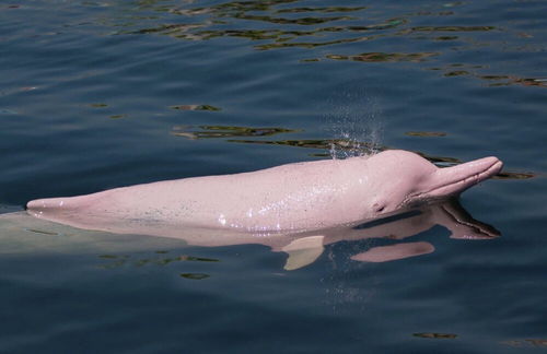 粉红色海豚还有多少（海豚照片）