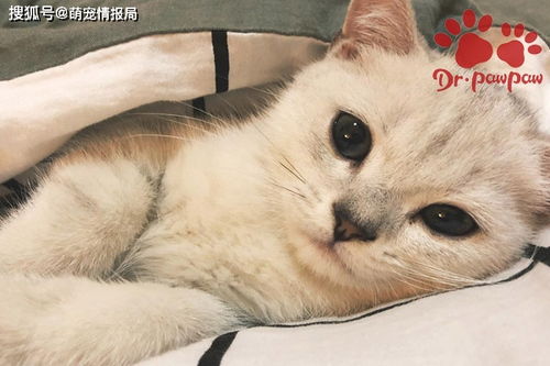 爪爪博士 猫腹水的症状有哪些 什么是猫腹水