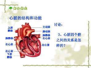 心脏在哪边左还是右 图片搜索