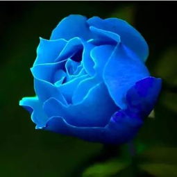 淡蓝色玫瑰花语 碎冰蓝玫瑰不能随便送人