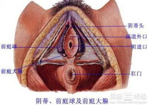 前庭大腺囊肿该如何预防