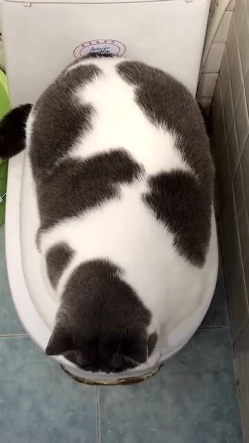 一只不愿洗澡的猫咪 猫咪 听说洗澡就变瘦了 