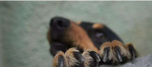 狗狗舔脚垫是在卖萌 狗爪常见的7个问题