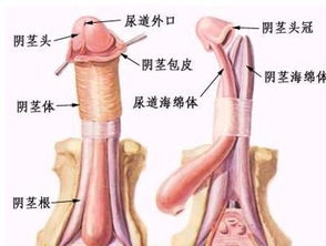 男性得了弱精子症,不注意后悔当不上爹