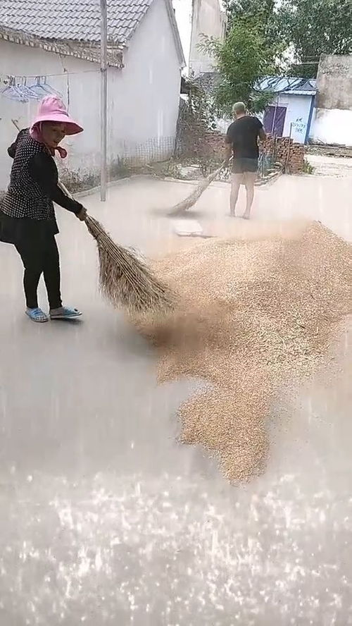 正在收割小麦，突遇天降大雨如何是好