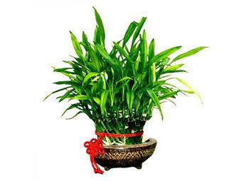 富贵竹怎么养?富贵竹的水养殖方法,富贵竹土培盆栽怎么养？