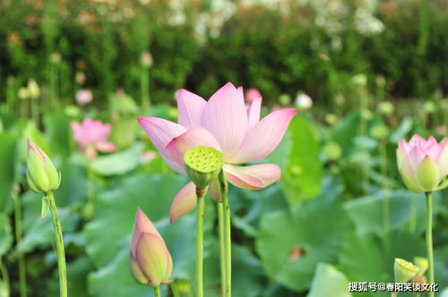 10月末,桃花炸裂,真爱落下,重逢旧爱到白头的4大星座