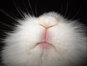 兔子鼻子发黄,吃东西就打喷嚏但是没有鼻涕 食欲挺好的,便便也正常 最近没有以前活泼了为什么啊 