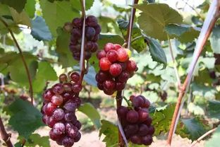 葡萄是什么季节成熟的,葡萄的收获季节是什么时候？