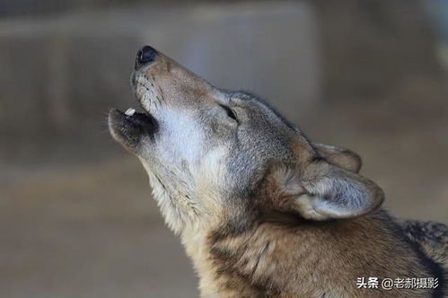 狼嚎时是闭着眼睛的