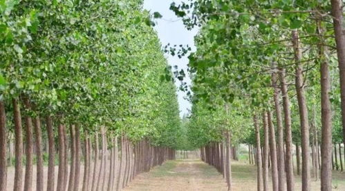 秦汉时期大量种植榆树以防边患,为什么是榆树 而不是其它树