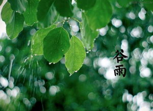 2021年谷雨是什么时候 2021年04月20日