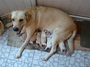 狗子妈妈与小狗分离1年后,再次见面,还能认出自己的孩子吗