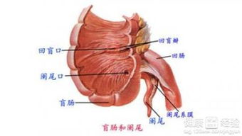 肛管炎，直肠炎，结肠炎的治疗方法