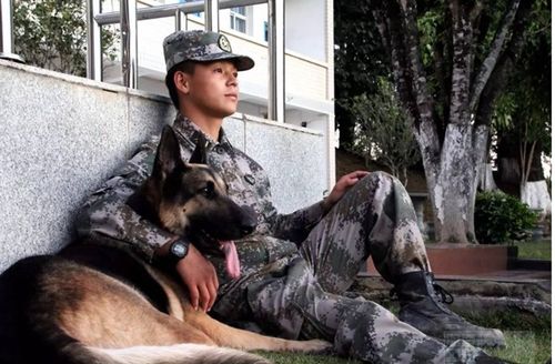 军犬退役后待遇如何 各国处理方式不同