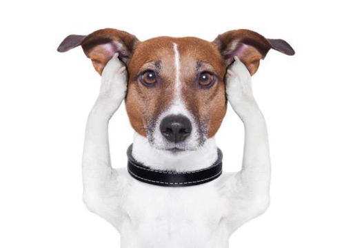 狗狗耳朵有异味,清洁方法不当,反而容易引起耳道疾病