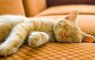 猫咪在睡觉的时候会做梦吗 
