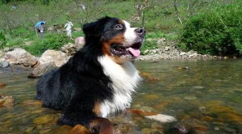 我国最稀有的,野性十足的大型猛犬,昆仑山脉犬不应被国人遗忘