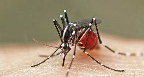 蚊子为啥专咬你,不咬别人,真的跟血型有关吗 答案并非如此