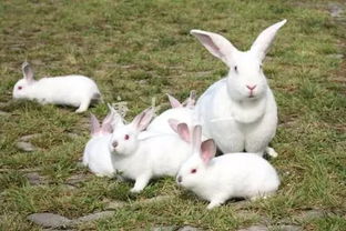 原来兔子才是老司机,繁殖力爆表,还有4个奇葩技能